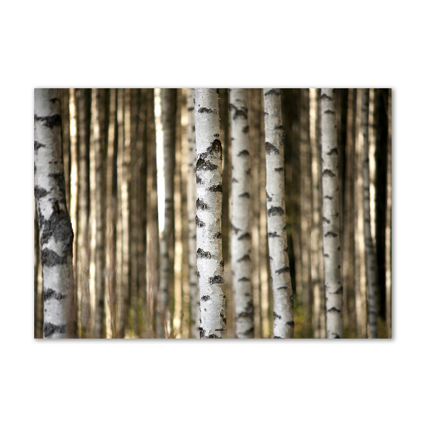 Bild auf glas Birken