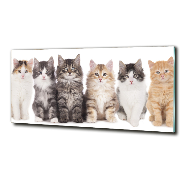 Foto glasbild Sechs Katzen