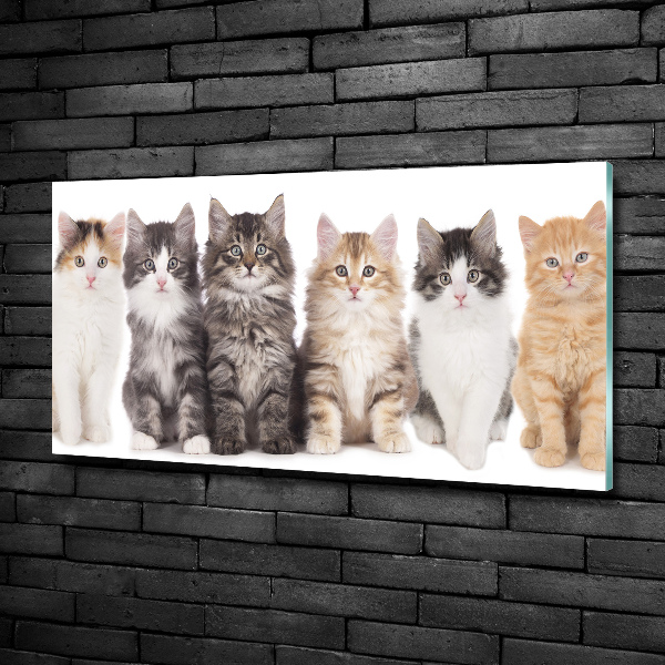 Foto glasbild Sechs Katzen