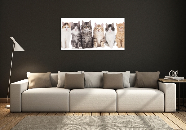 Foto glasbild Sechs Katzen