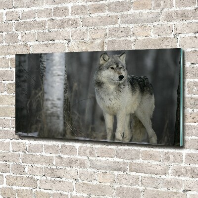 Bild auf glas Grauer Wolf