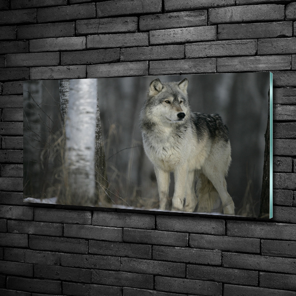 Bild auf glas Grauer Wolf