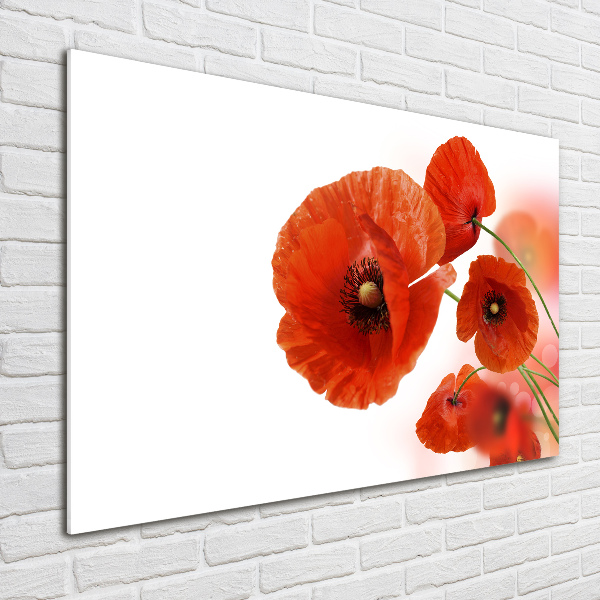 Bild auf glas Mohnblumen