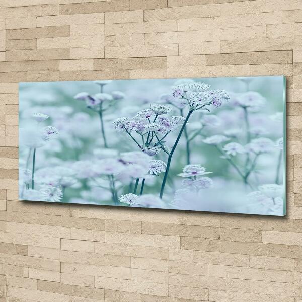 Foto glasbild Großer Mantelkraut