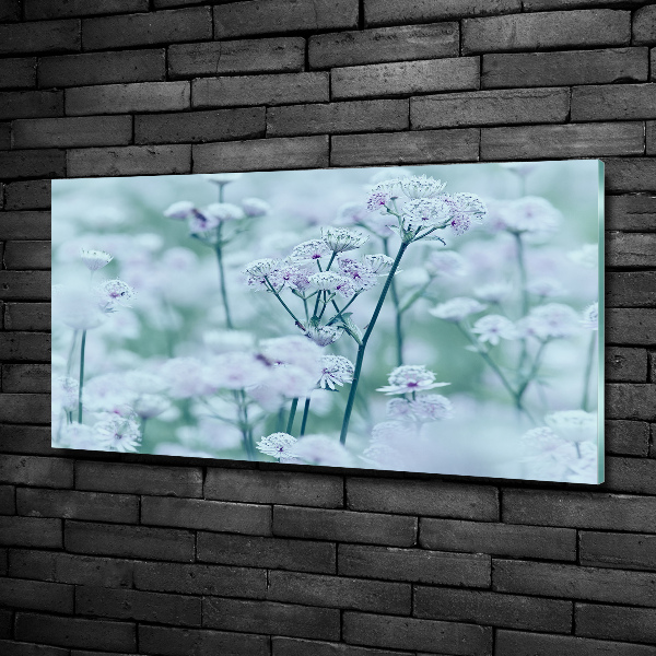 Foto glasbild Großer Mantelkraut