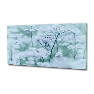 Foto glasbild Großer Mantelkraut