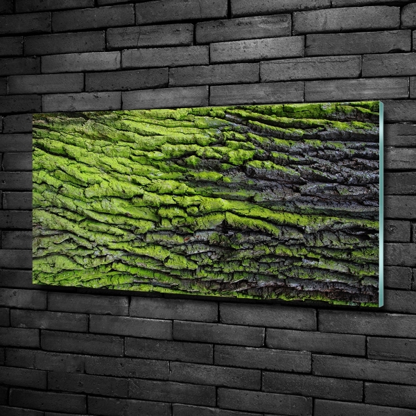 Foto glasbild Baumrinde