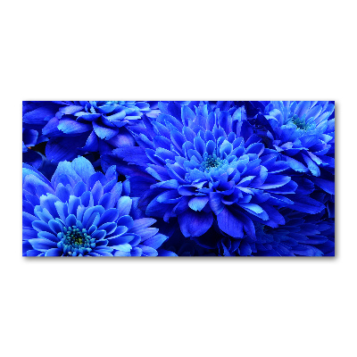 Bild auf glas Blaue Aster