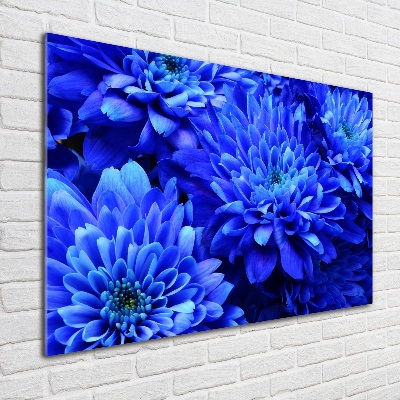 Bild auf glas Blaue Aster