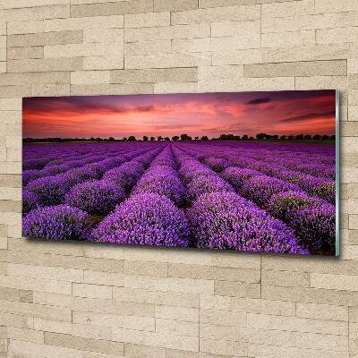 Glasbild Lavendelfeld