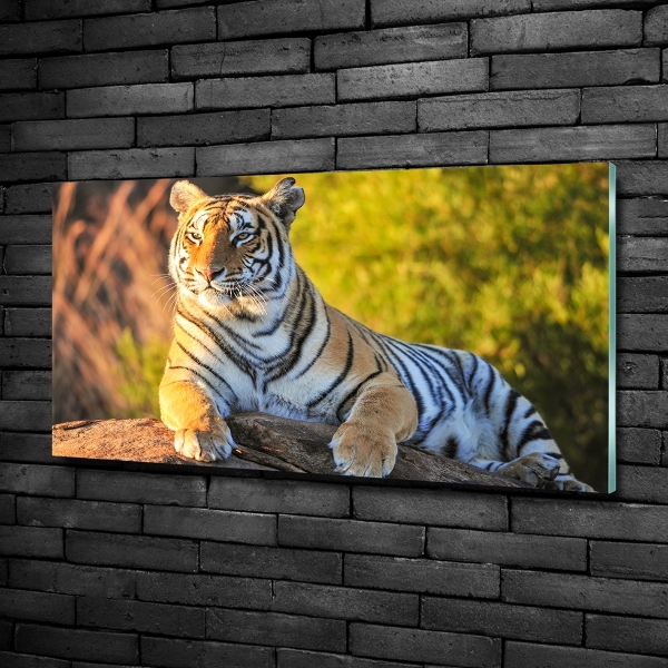 Foto glasbild Porträt eines Tigers