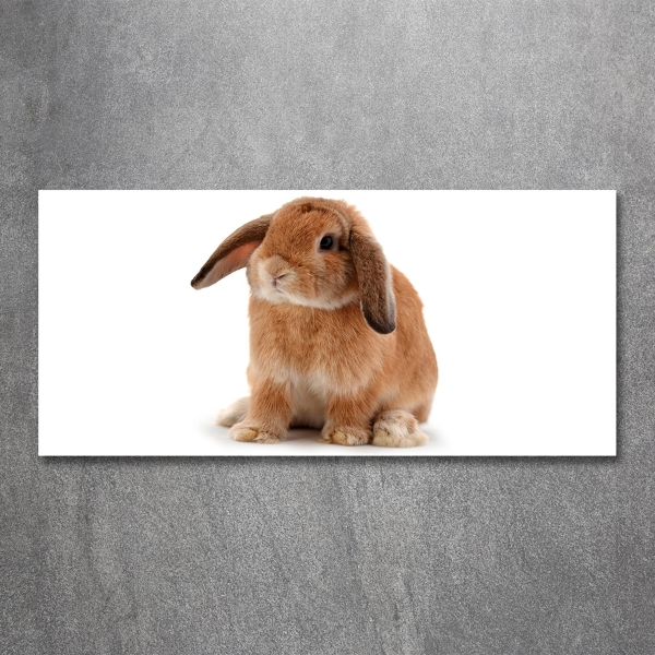 Foto glasbild Rotes Kaninchen