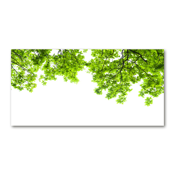 Glasbild Eichenblätter