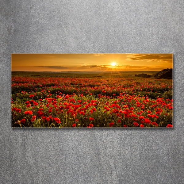 Bild auf glas Mohnfeld