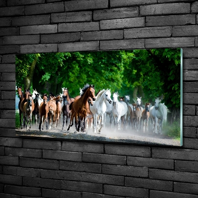 Foto glasbild Pferde im Galopp