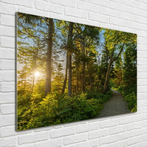 Foto glasbild Wald