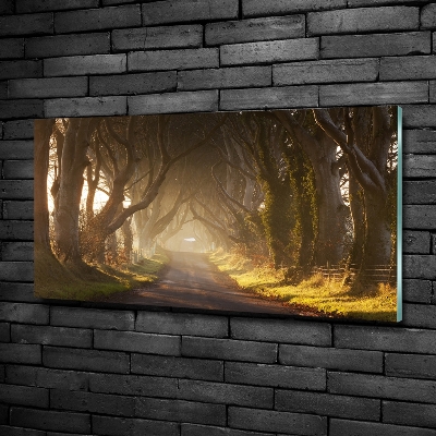 Glasbild Nebel im Wald