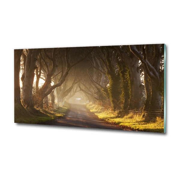 Glasbild Nebel im Wald