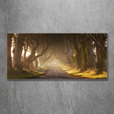 Glasbild Nebel im Wald