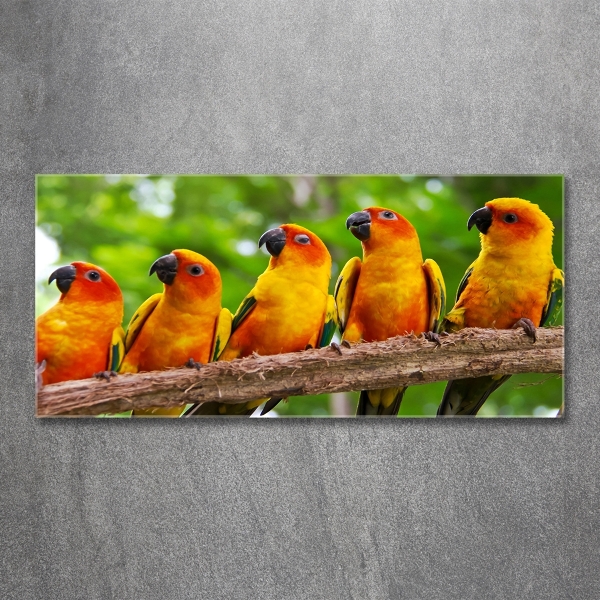 Foto glasbild Papageien auf einem Ast