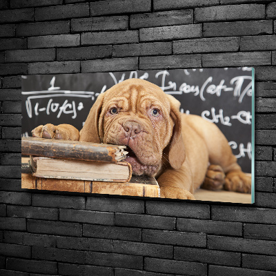 Bild auf glas Der Hund beißt das Buch an