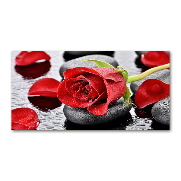 Glasbild Rote Rose