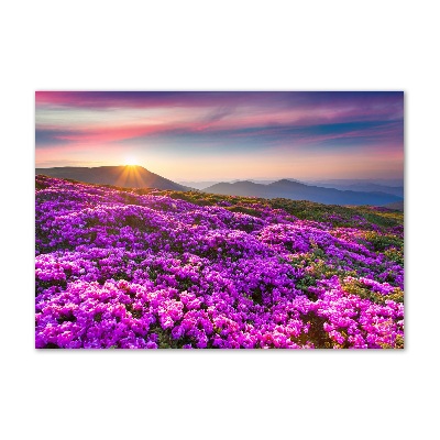 Bild auf glas Blumen in den Bergen