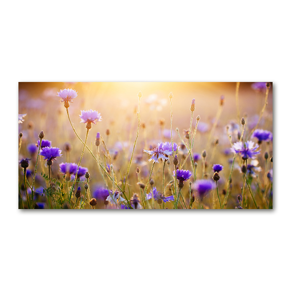 Foto glasbild Wildblumen