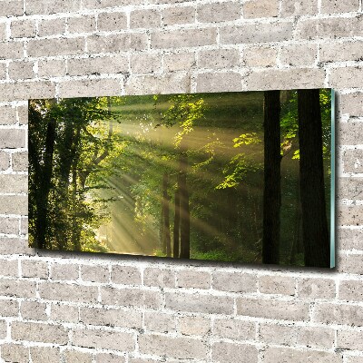 Bild auf glas Wald in der Sonne