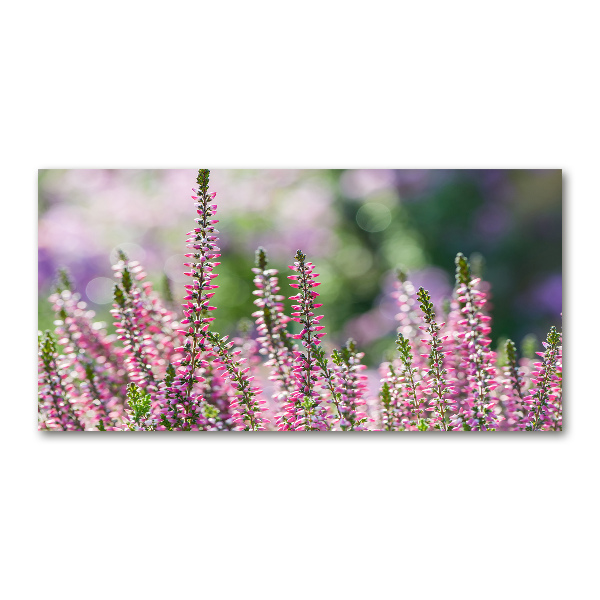 Glasbild Heidekrautblüten