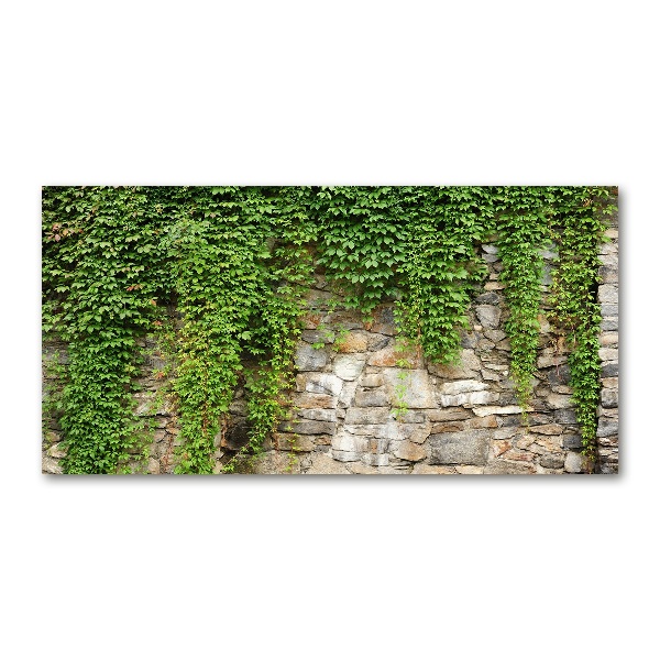 Foto glasbild Grüner Efeu