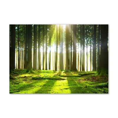 Glasbild Wald in der Sonne