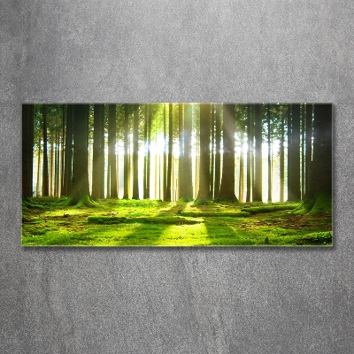 Glasbild Wald in der Sonne