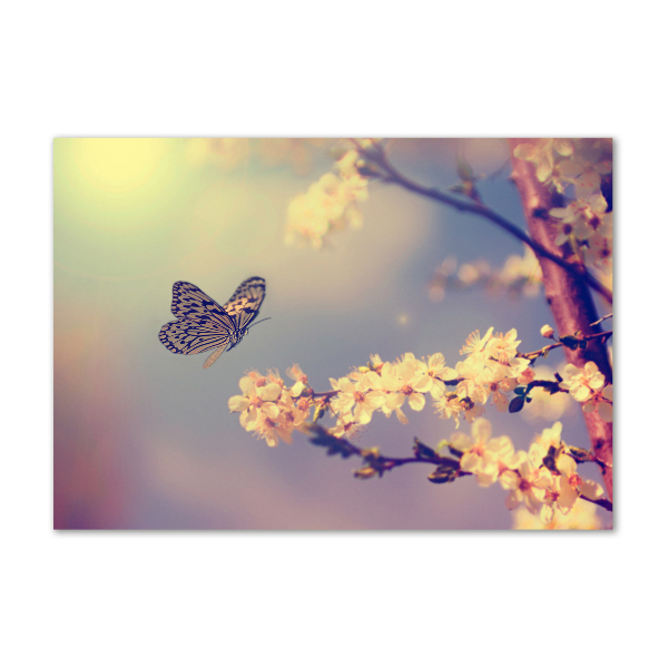 Bild auf glas Kirschblüte und Schmetterling