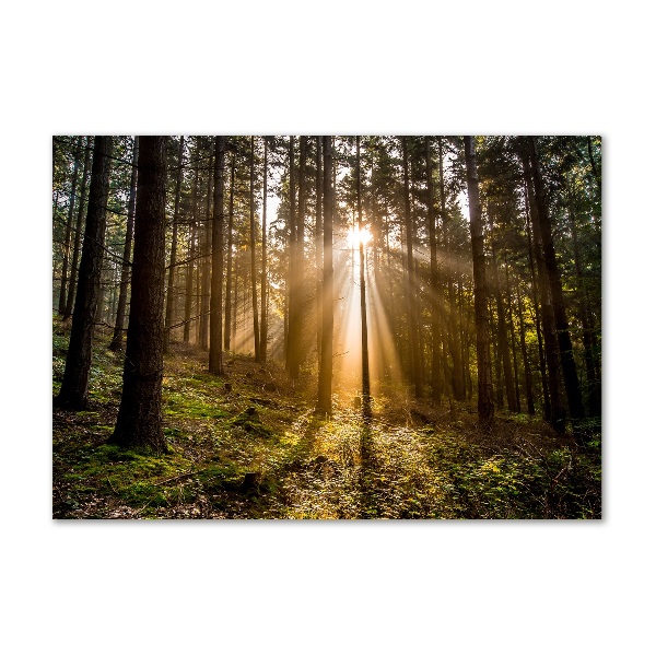 Foto glasbild Sonnenlicht