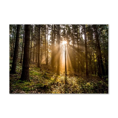 Foto glasbild Sonnenlicht