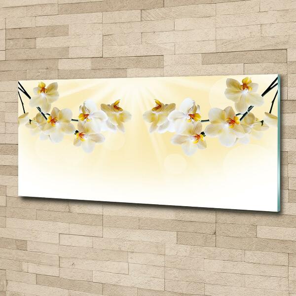 Bild auf glas Orchidee