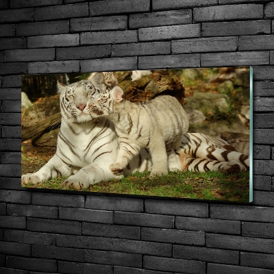 Foto glasbild Tiger