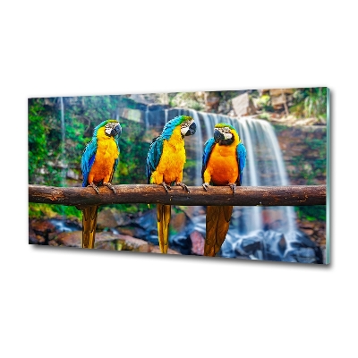 Bild auf glas Papageien auf einem Ast