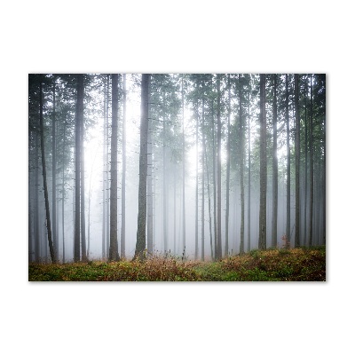 Foto glasbild Nebel im Wald