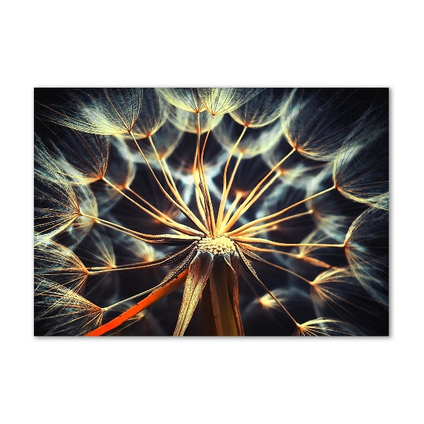 Bild auf glas Löwenzahn