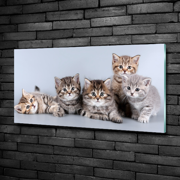 Glasbild Fünf Katzen
