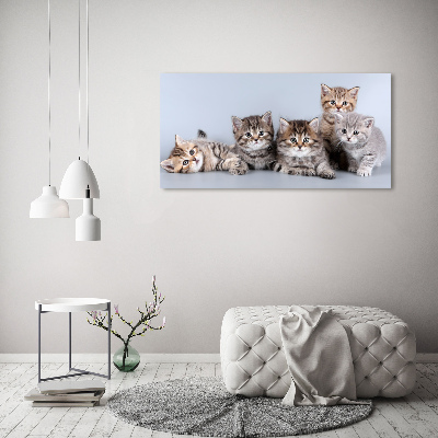 Glasbild Fünf Katzen