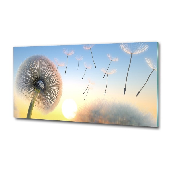 Bild auf glas Löwenzahn