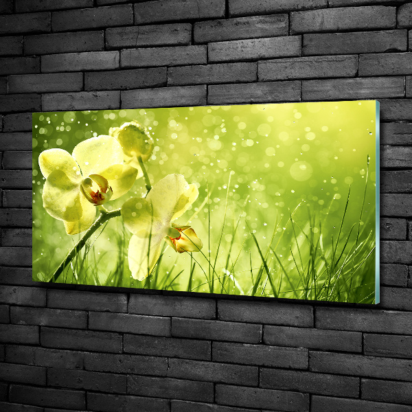 Foto glasbild Orchidee