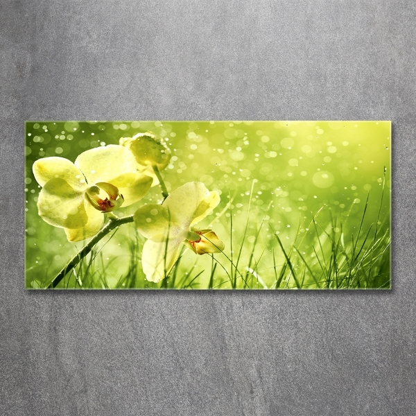 Foto glasbild Orchidee
