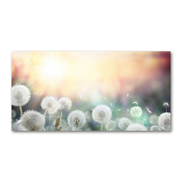 Glasbild Löwenzahnfeld