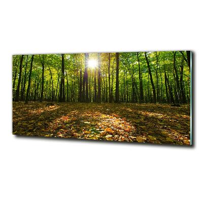 Bild auf glas Wald