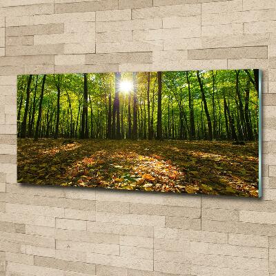 Bild auf glas Wald