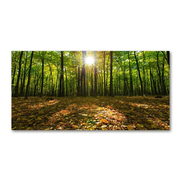 Bild auf glas Wald